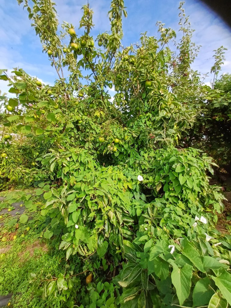 Bindweed strangling this Apple tree