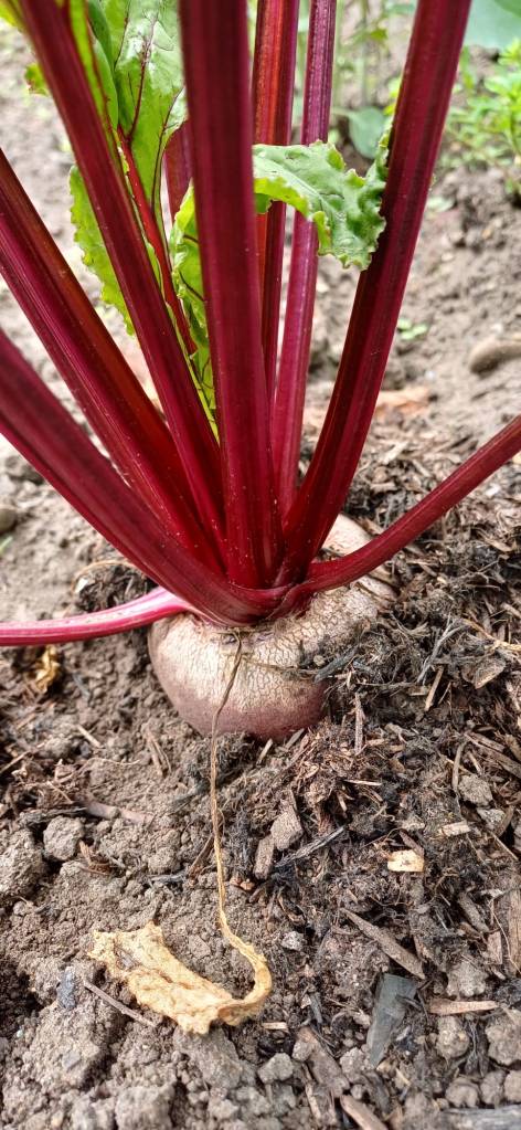 Beet (or beetroot) is a root vegetable with edible leaves. It's known scientifically as Beta vulgaris subsp. vulgaris and is part of the Conditiva Group. Beets can be eaten raw, cooked, or pickled, and the leaves (beet greens) are also edible.