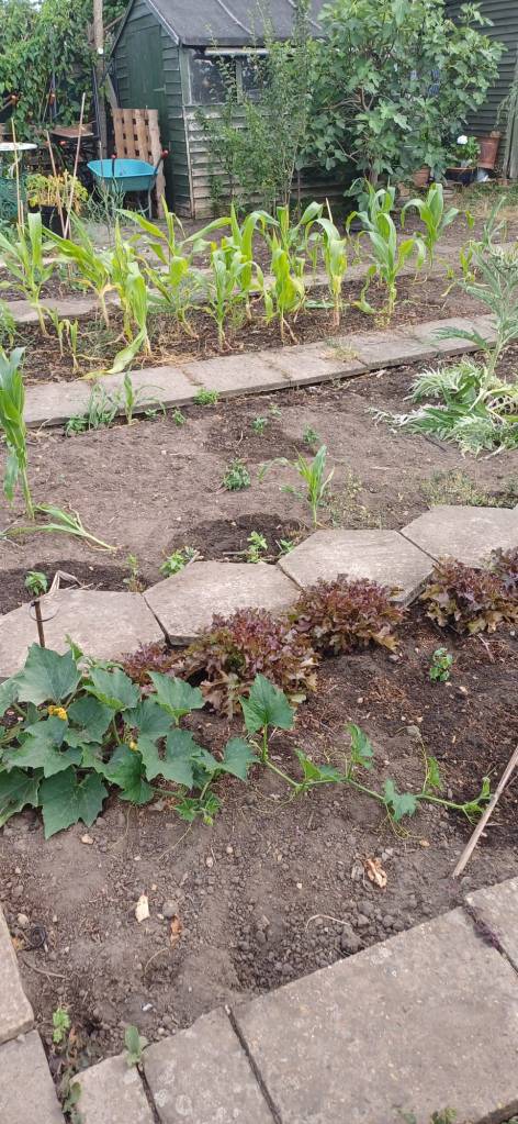 A little sweetcorn begins to grow