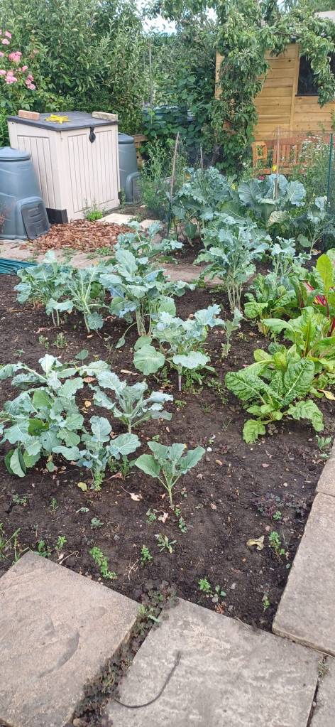 broccoli and cabbages
