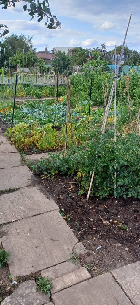 My first batch of tomatoes growing well.
