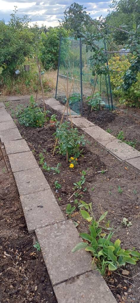 Tomatoes and beyond them the cucumbers are doing well