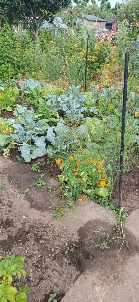 Beds starting to flourich with vegetables and companion planting
